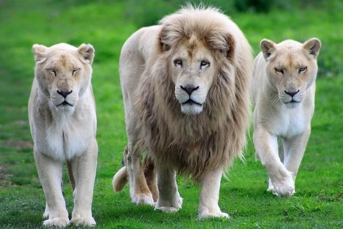 В африканском заповеднике львы загрызли двоих браконьеров: подробности