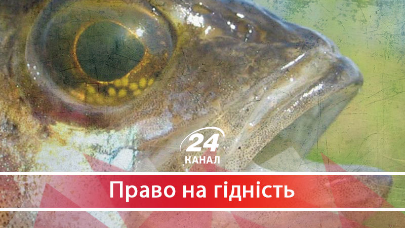 "Блимають і нічого не роблять": як Порошенко та політична еліта перетворились на окунів