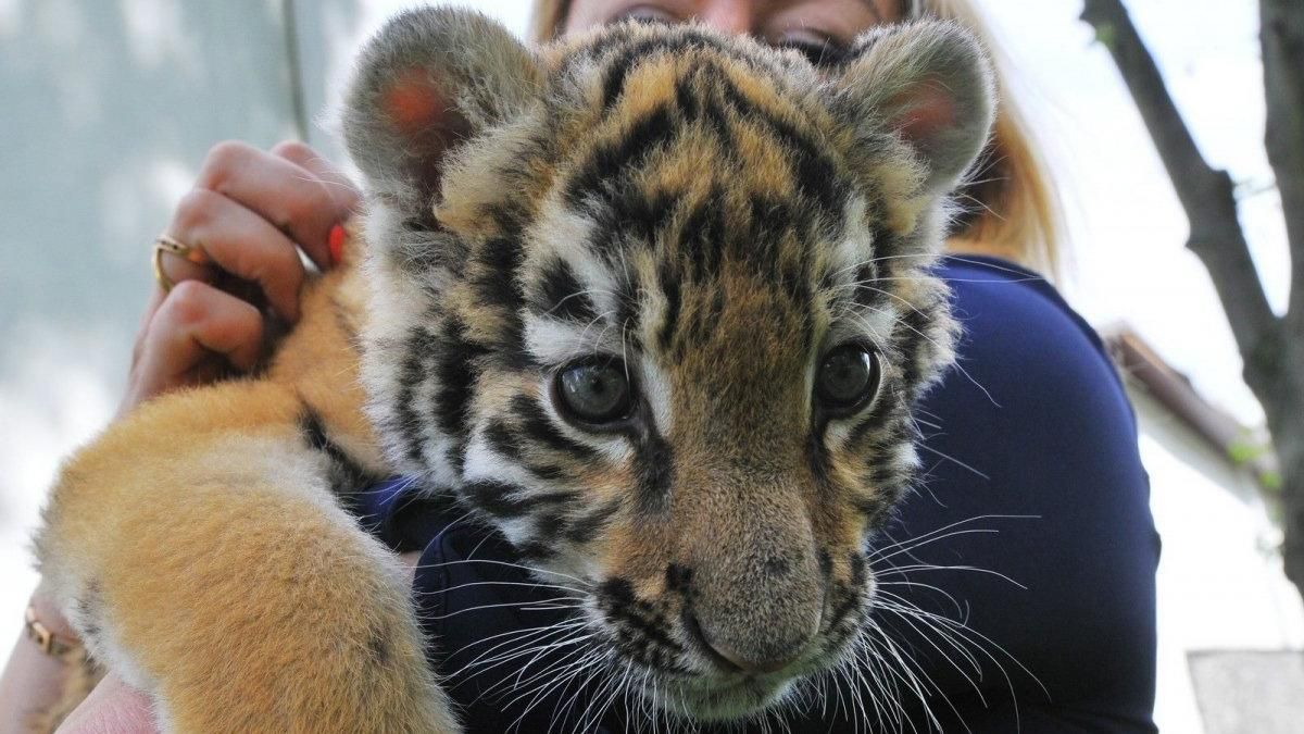 У Луцьку показали двомісячне тигреня: промовисте відео У Луцьку показали двомісячне тигреня: промовисте відео