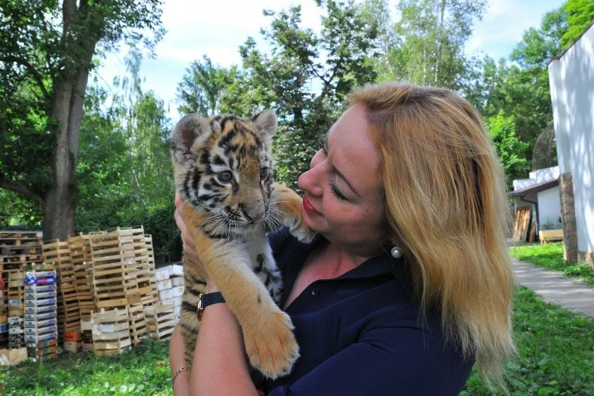 Маленьке тигреня у Луцьку Маленьке тигреня у Луцьку