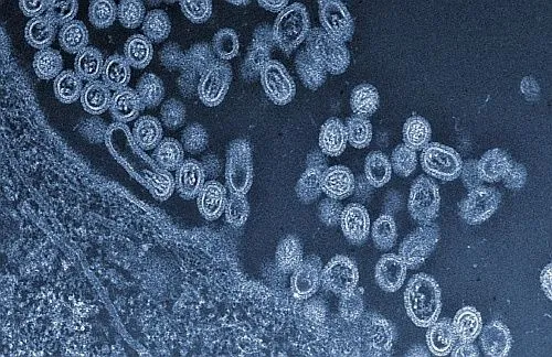 Частинки штаму грипу H7N9 виходять з клітки
