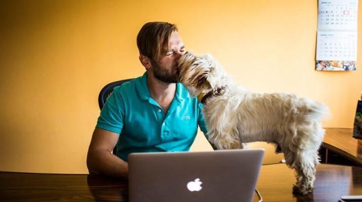 В офис - с четырехлапыми: как львовяне пришли на работу с собаками В офис - с четырехлапыми: как львовяне пришли на работу с собаками