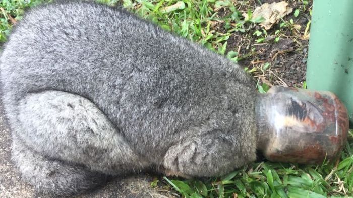 Голова опосума застрягла у скляній банці: стало відомо про щемливе звільнення тварини Голова опосума застрягла у скляній банці: стало відомо про щемливе звільнення тварини