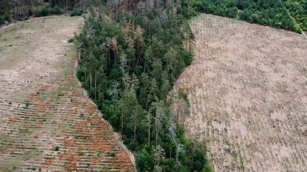 Короїд, який знає геометрію, або як на Київщині за 20 років знищили мільйон дерев