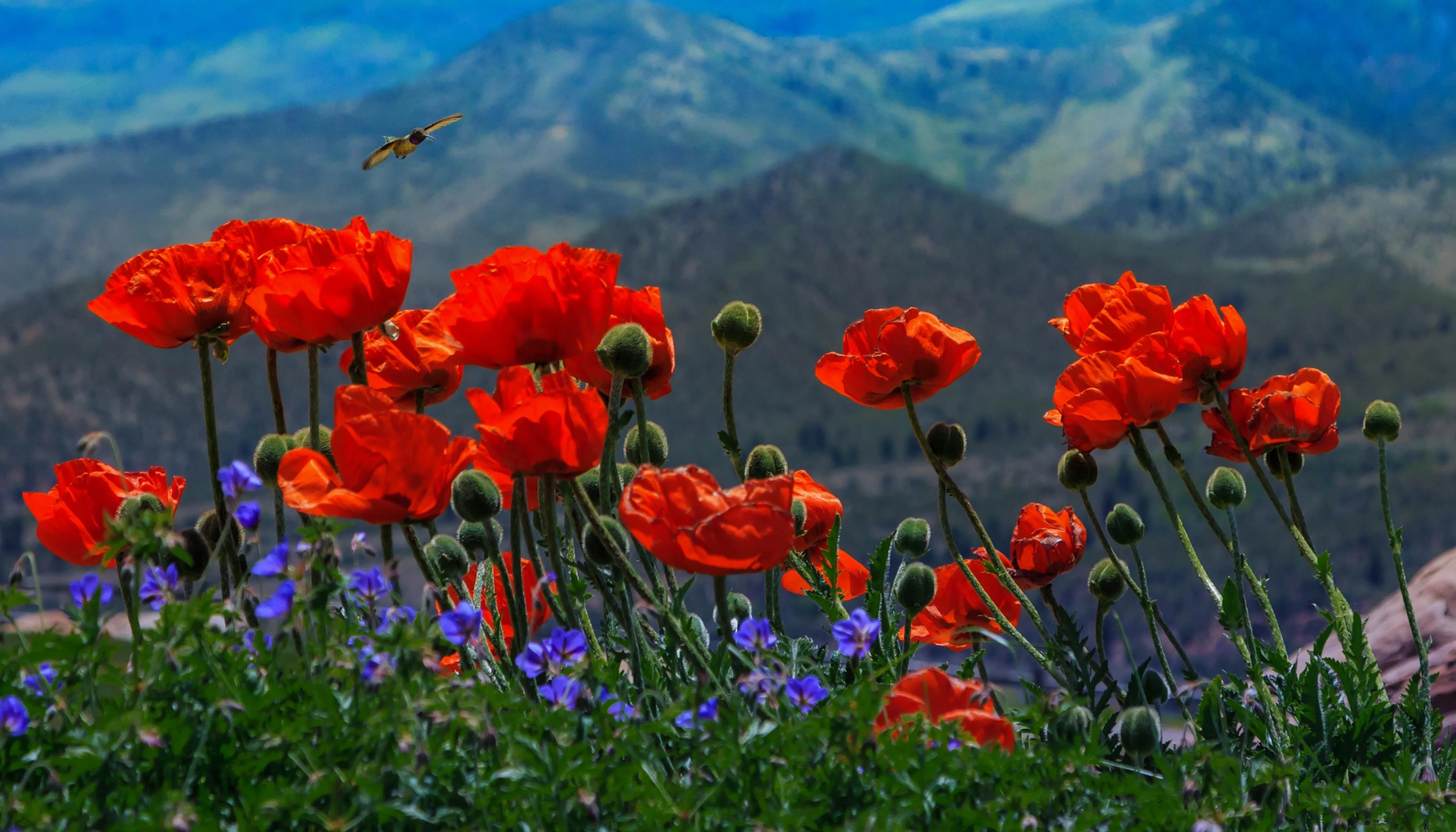 Привітання з іменинами на Петра й Павла Привітання з іменинами на Петра й Павла