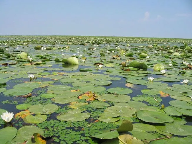 Дунайський заповідник Дунайський заповідник