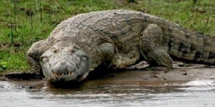 В Австралії впіймали гігантського 5-метрового крокодила: вражаючі фото