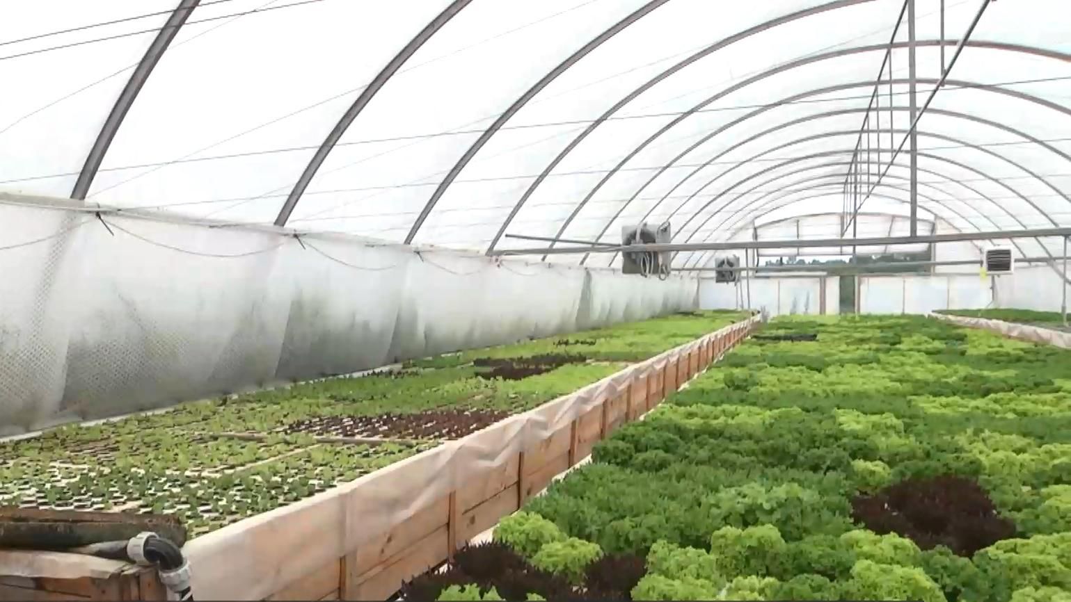 У Тернополі агробізнес розвивають незвичними способами: популярність розрослась на всю Україну У Тернополі агробізнес розвивають незвичними способами: популярність розрослась на всю Україну