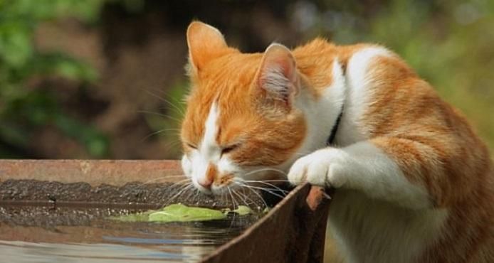 Погода 12 липня 2018 Україна - прогноз синоптиків Погода 12 липня 2018 Україна - прогноз синоптиків