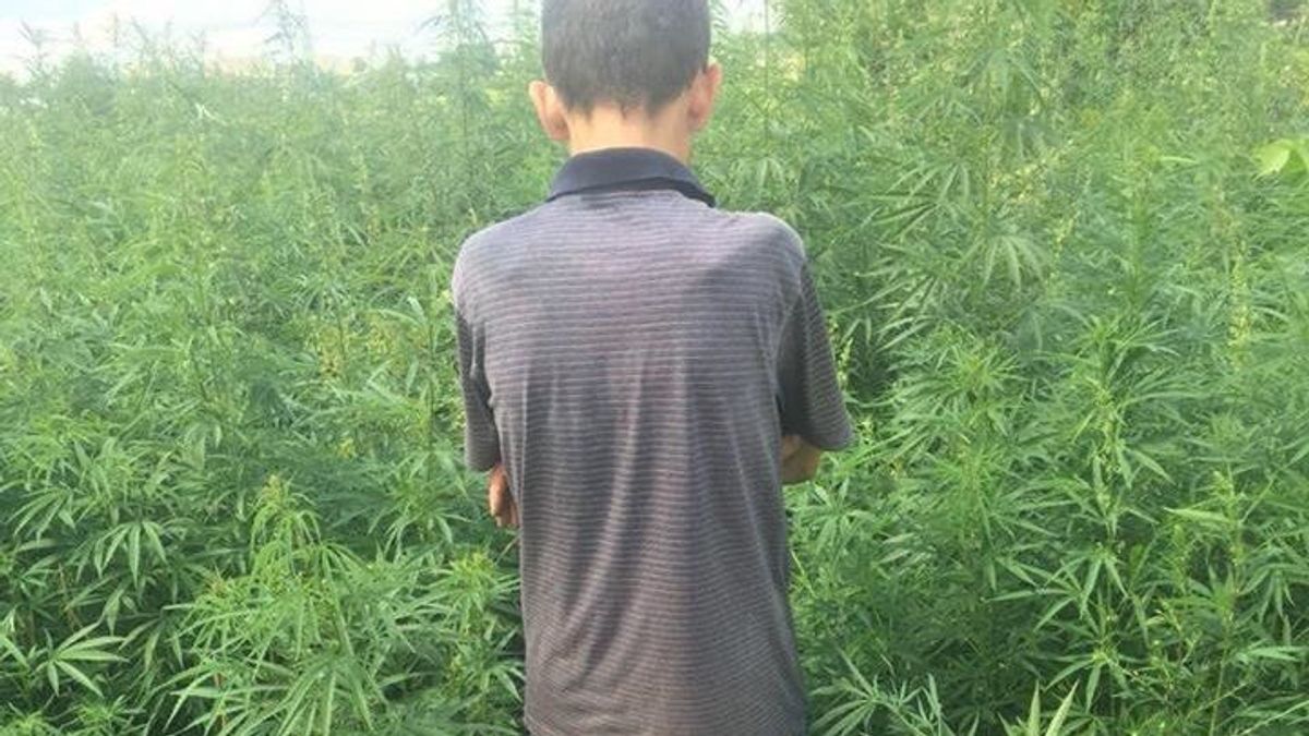 В Киевской области обнаружили более 300 кустов конопли: владелец участка не знал о растениях В Киевской области обнаружили более 300 кустов конопли: владелец участка не знал о растениях