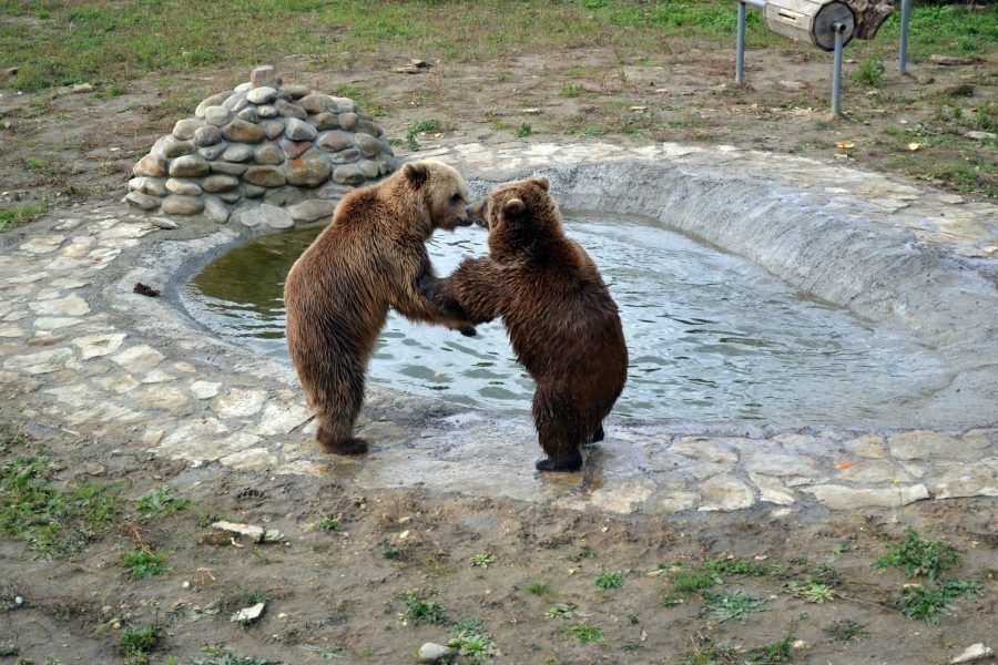 На Львовщине официально открыли приют для медведей: впечатляющие фото