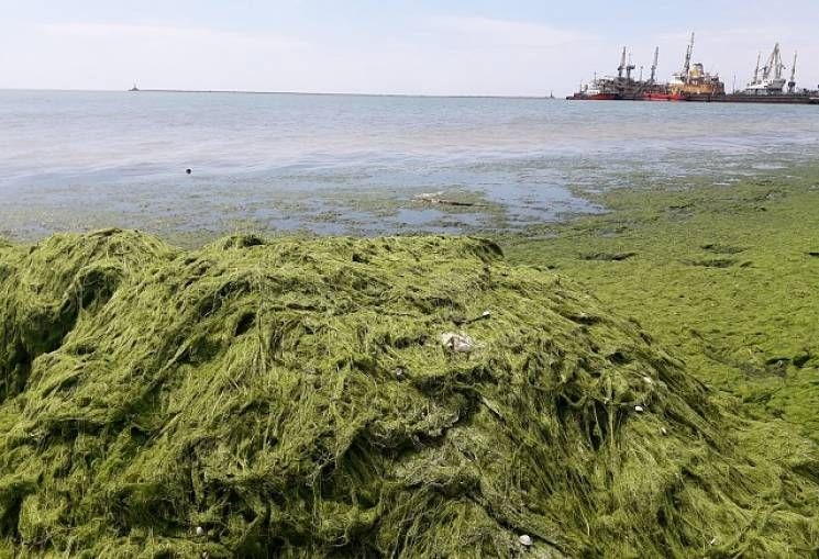"Видимо, туристов водорослями завалило": в сети опубликовали печальные фото из Крыма
