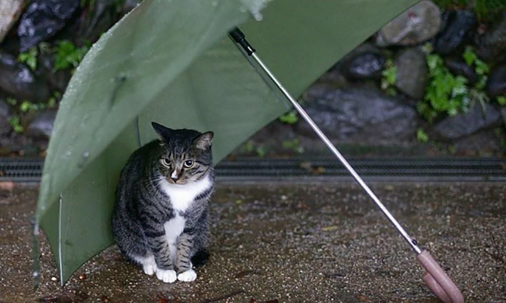 Погода 16 июля 2018 в Украине - прогноз погоды Погода 16 июля 2018 в Украине - прогноз погоды