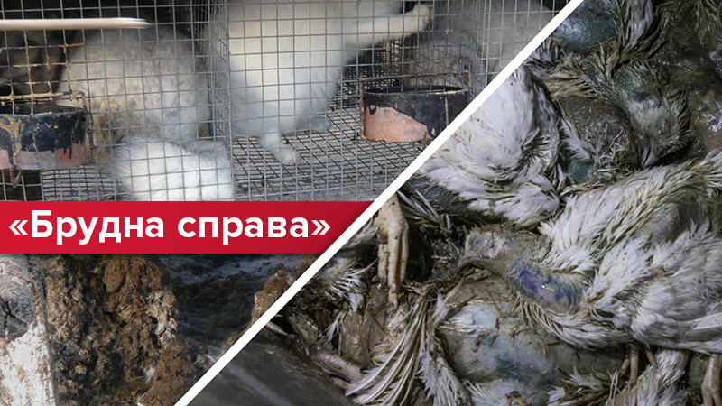 Опасно для жизни: как в Украине процветает вредный бизнес