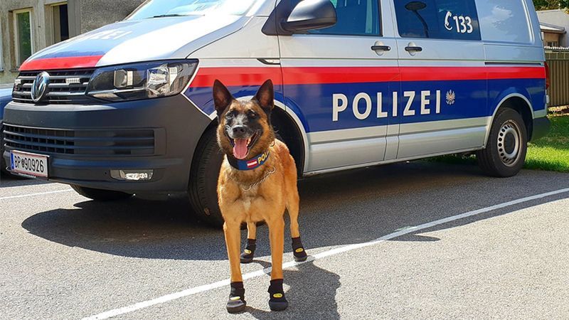 Австрійських поліцейських собак взули для захисту від гарячого асфальту у спеку
