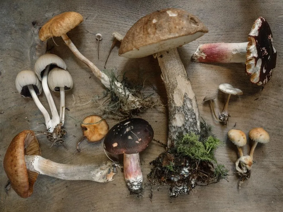 Отруйні та їстівні гриби