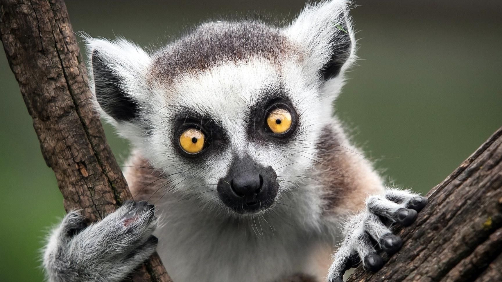 Мадагаскарские лемуры под угрозой вымирания, – ученые Мадагаскарские лемуры под угрозой вымирания, – ученые