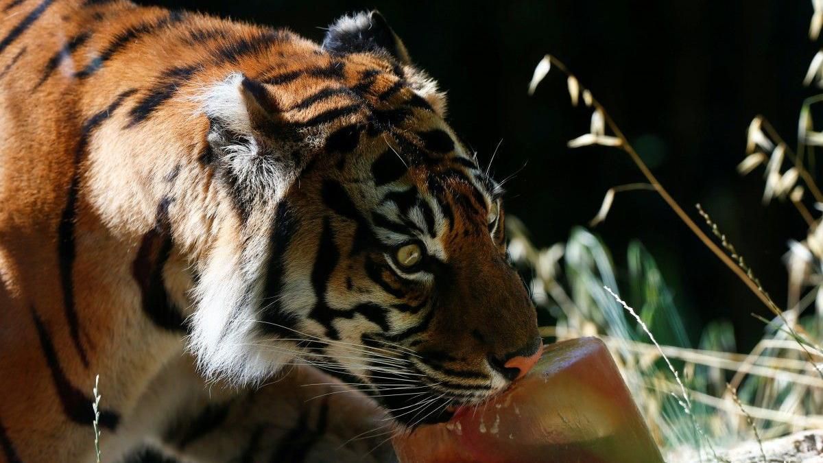 Заморожені фрукти і водні процедури: у римському зоопарку тварин рятують від спеки Заморожені фрукти і водні процедури: у римському зоопарку тварин рятують від спеки