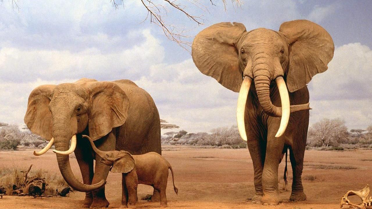 В Африці слони вирішили випити води із приватного басейну: вражаюче відео