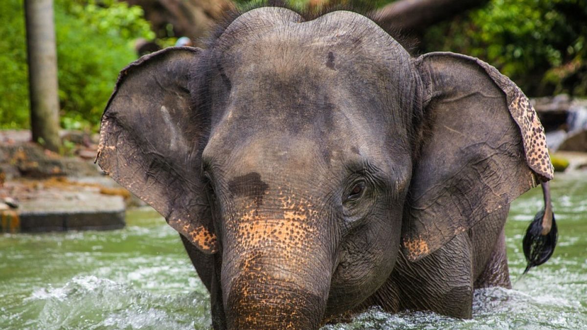 В Африке слоны решили выпить воды с частного бассейна: впечатляющее видео