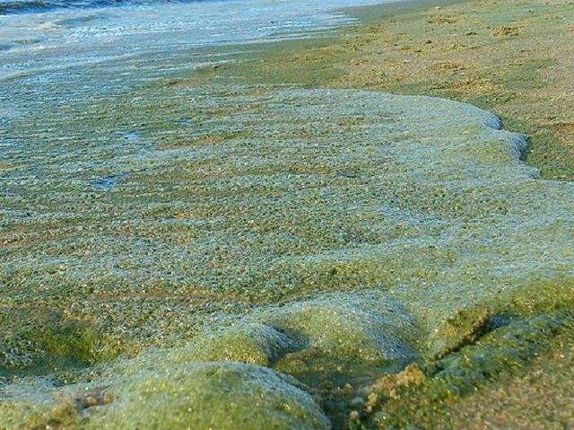 В Балтийском море из-за аномальной жары размножились токсичные водоросли В Балтийском море из-за аномальной жары размножились токсичные водоросли