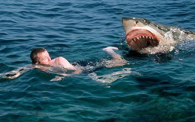 У Єгипті на популярному курорті акула вбила чоловіка