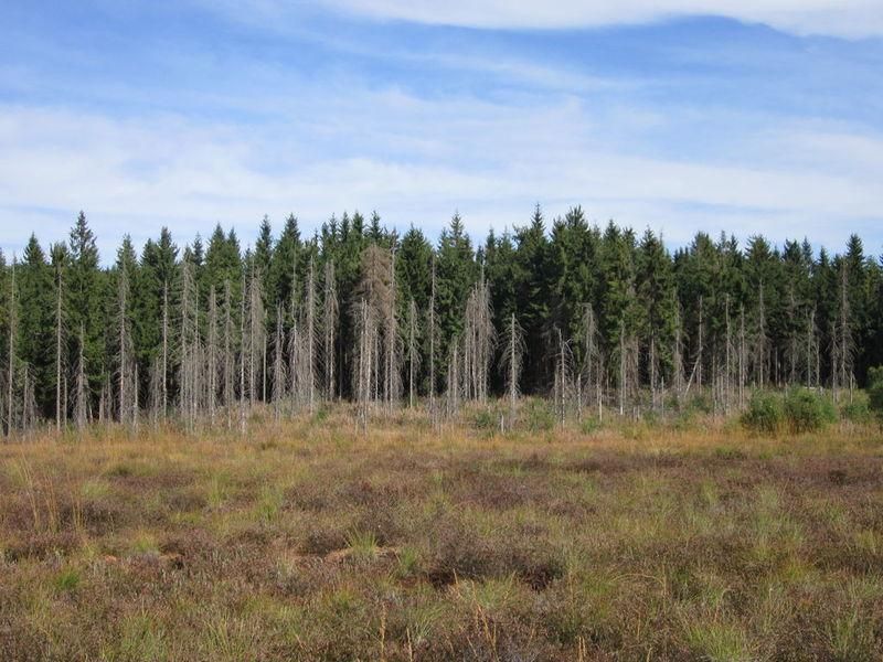 Всихання лісів в Україні: Держлісагентство опублікувало приголомшливі цифри Всихання лісів в Україні: Держлісагентство опублікувало приголомшливі цифри