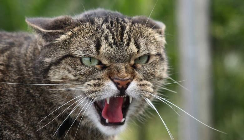 У Харкові за тиждень від скажених тварин постраждали 3 людей У Харкові за тиждень від скажених тварин постраждали 3 людей