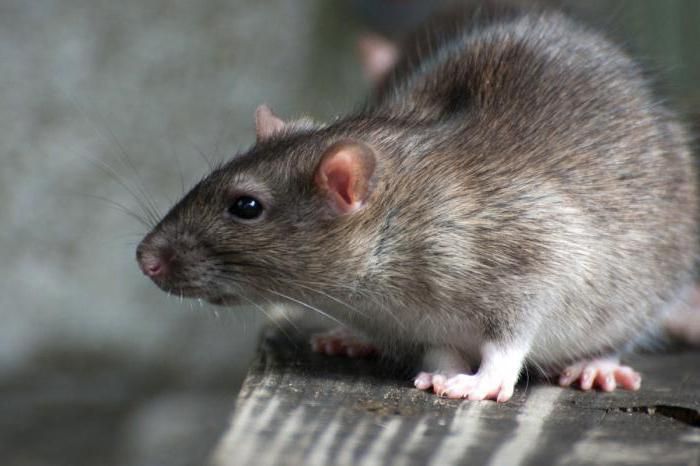 В пиццерии в центре Одессы крыса укусила женщину В пиццерии в центре Одессы крыса укусила женщину