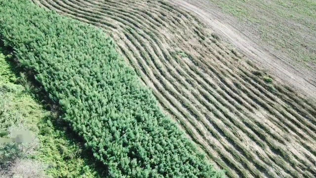 На Одещині викрили ціле поле коноплі вартістю у 20 мільйонів гривень