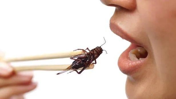 Вживання цвіркунів збільшує корисні речовини в організмі