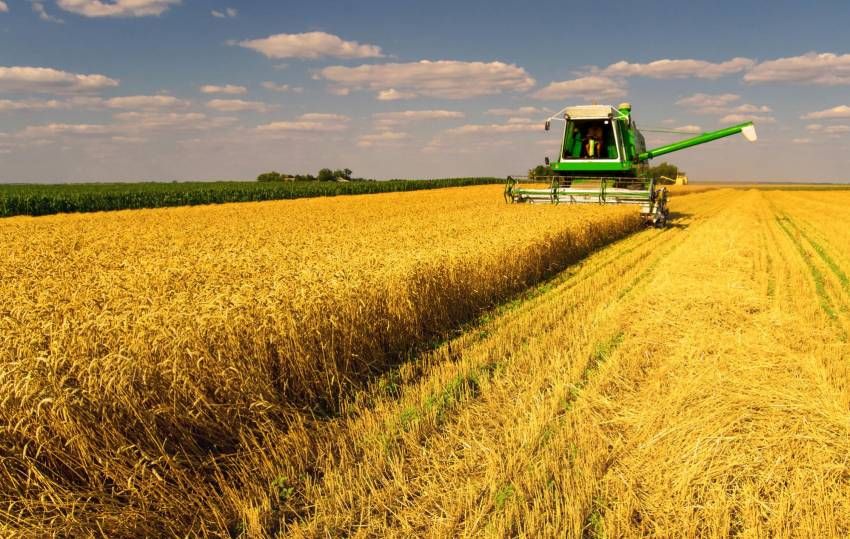 Скільки Україна зібрала зерна: офіційні дані на 8 серпня