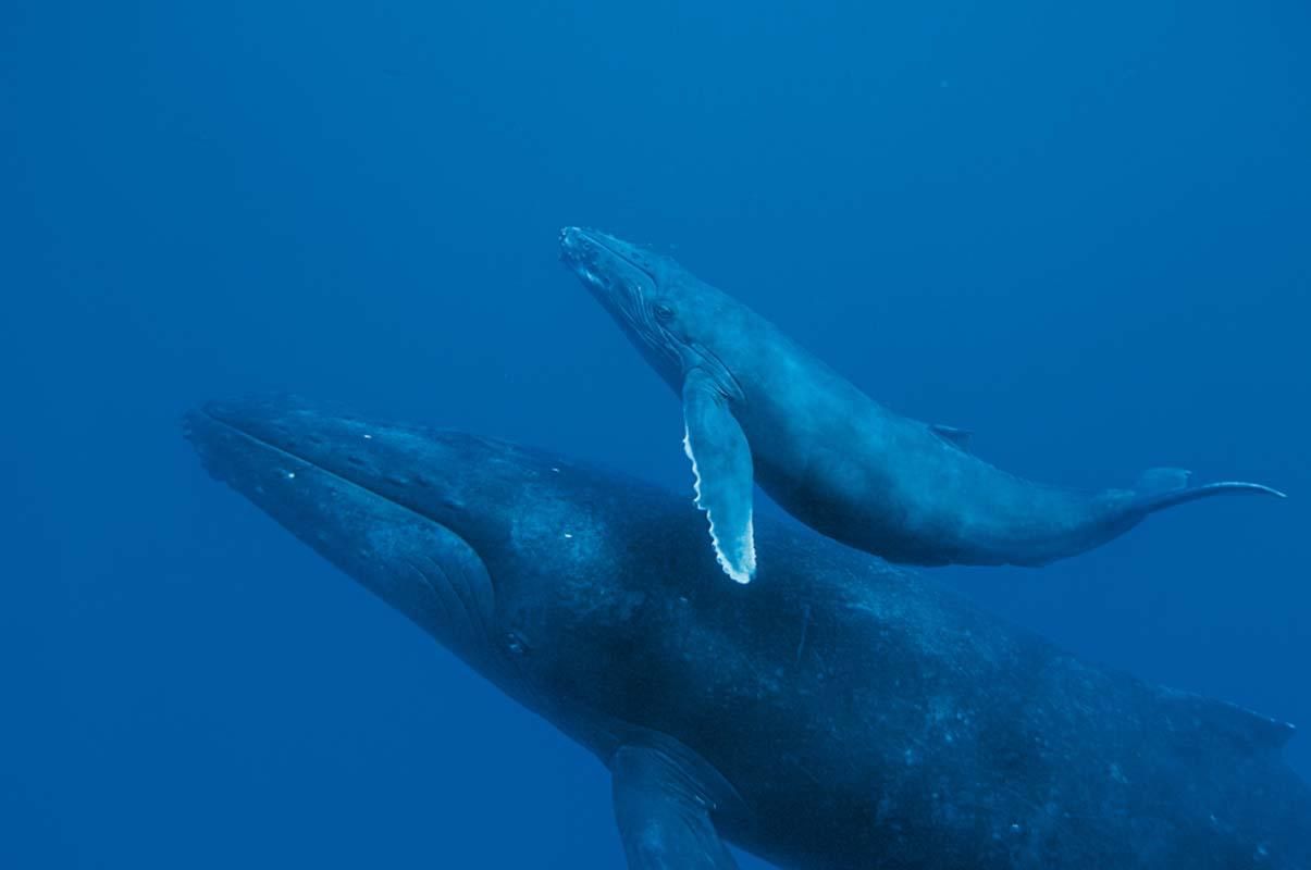 В Японії мертвим знайшли рідкісного кита