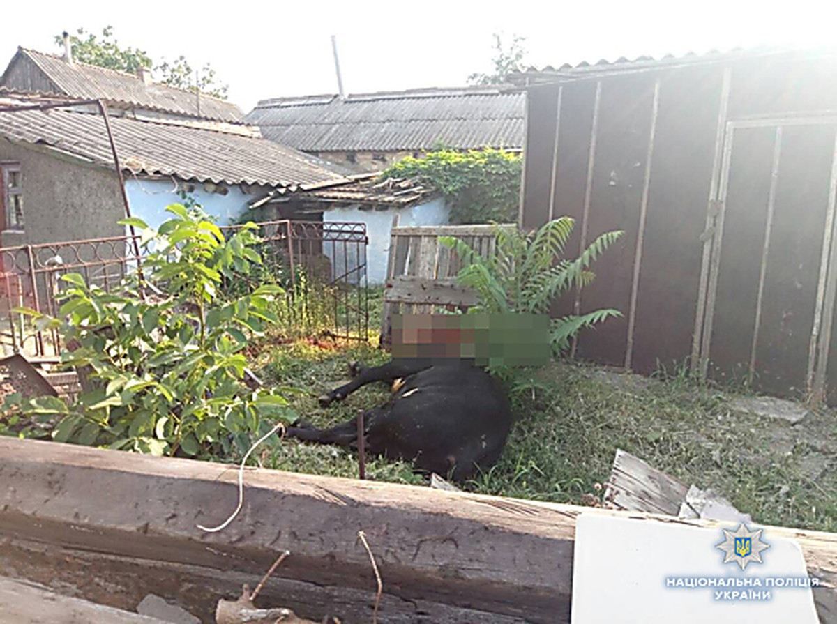 На Николаевщине бешеного быка останавливали выстрелами На Николаевщине бешеного быка останавливали выстрелами