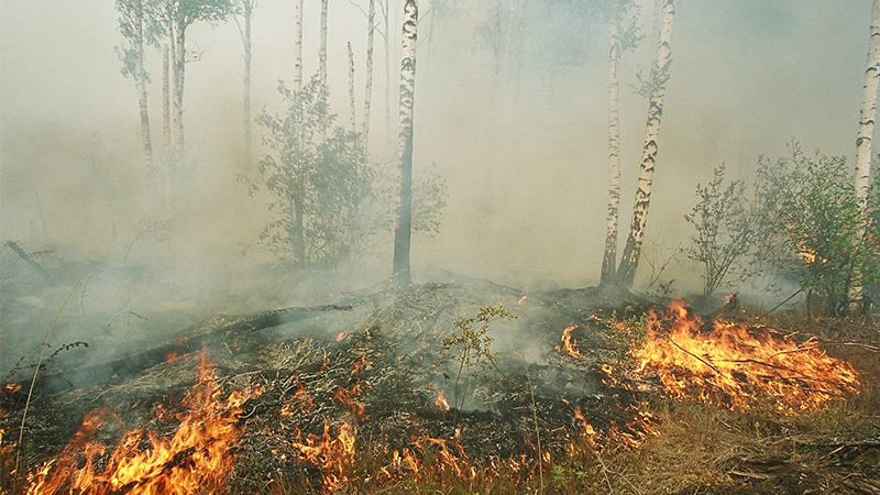 У Естонії сталася пожежа у зоні пошуку ракети, яку помилково випустив іспанський винищувач У Естонії сталася пожежа у зоні пошуку ракети, яку помилково випустив іспанський винищувач