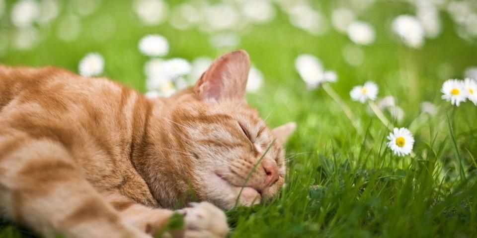 Погода на 10 серпня 2018 в Україні - прогноз синоптика: спека Погода на 10 серпня 2018 в Україні - прогноз синоптика: спека