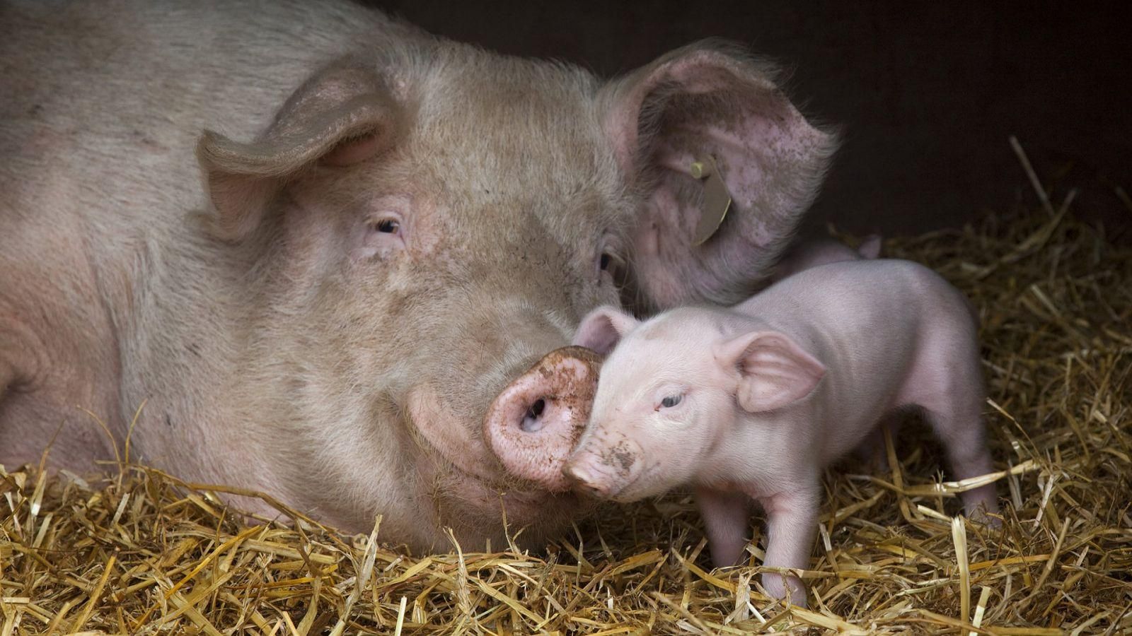 Вірус африканської чуми "винищує" свиней в Україні: загинуло 120 тварин
