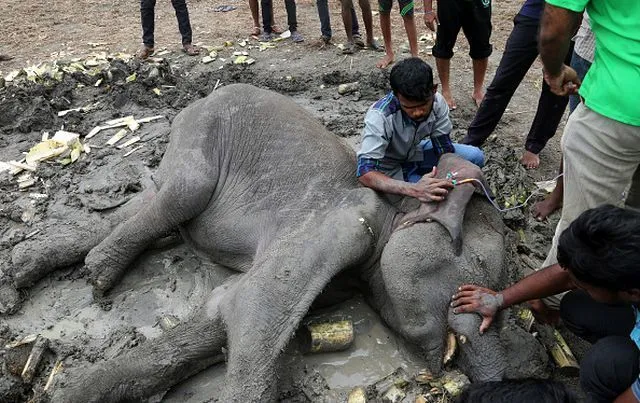 Охоронці дикої природи рятують слона на Шрі-Ланці