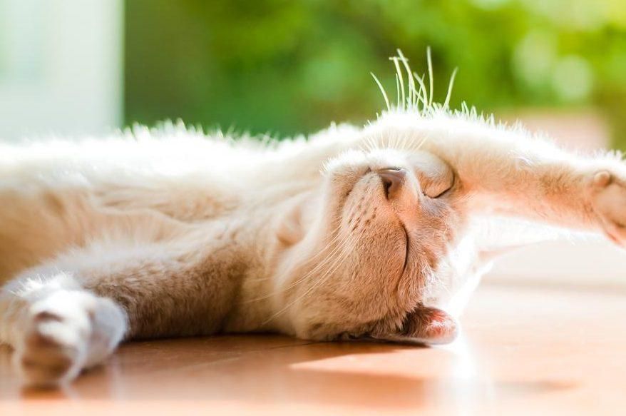 Погода на 13 серпня 2018 в Україні - прогноз синоптиків Погода на 13 серпня 2018 в Україні - прогноз синоптиків