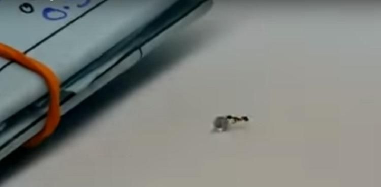 В Італії мураха намагалась "викрасти" із ювелірного магазину діамант: відео В Італії мураха намагалась "викрасти" із ювелірного магазину діамант: відео