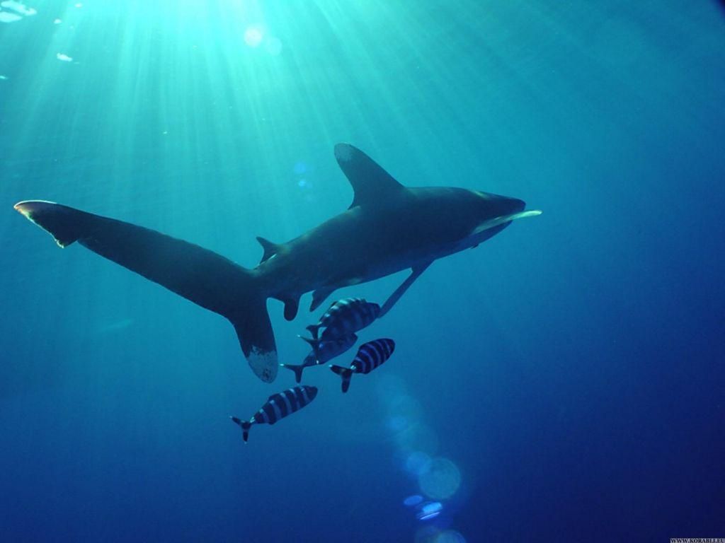 В Британии зафиксировали гигантскую акулу: впечатляющее видео