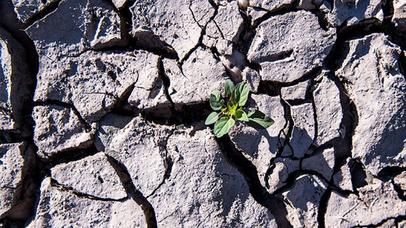 В результате длительной жары сельское хозяйство Германии понесло миллиардные убытки В результате длительной жары сельское хозяйство Германии понесло миллиардные убытки