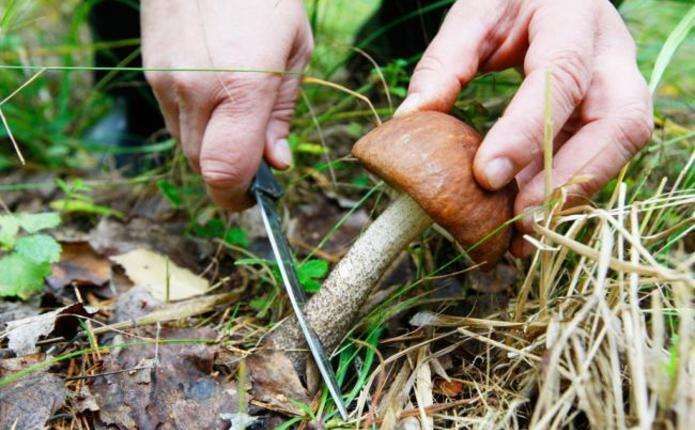 На Харьковщине отдыхающие отравились грибами