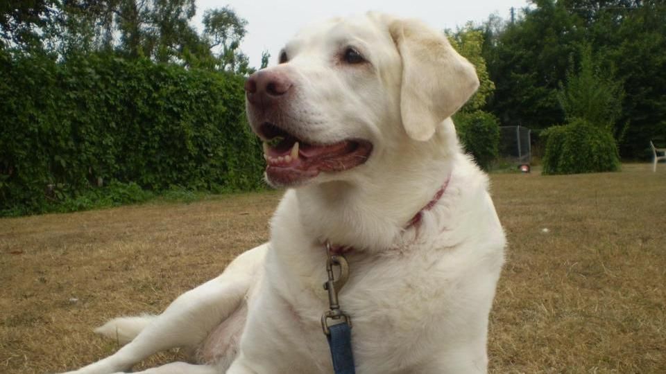 Популярная платежная система заблокировала сбор средств для собаки по кличке ИГИЛ Популярная платежная система заблокировала сбор средств для собаки по кличке ИГИЛ