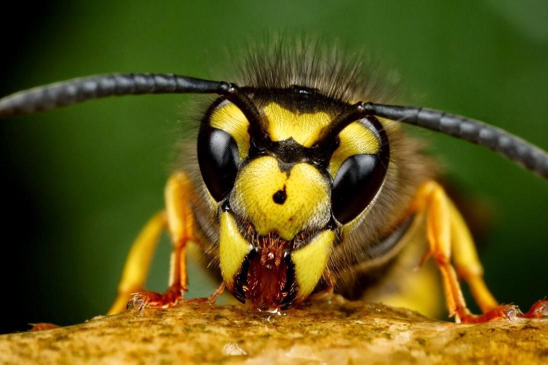 65 тысяч евро за убийство осы: как Германия защищает вымирающие виды 