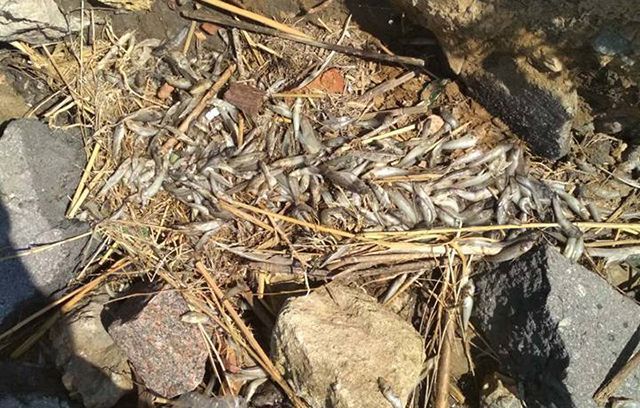 В Николаеве на пляже обнаружили массовую гибель рыбы: экологическое бедствие сняли на фото