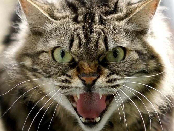 Бешеный кот напал на детей под Харьковом Бешеный кот напал на детей под Харьковом