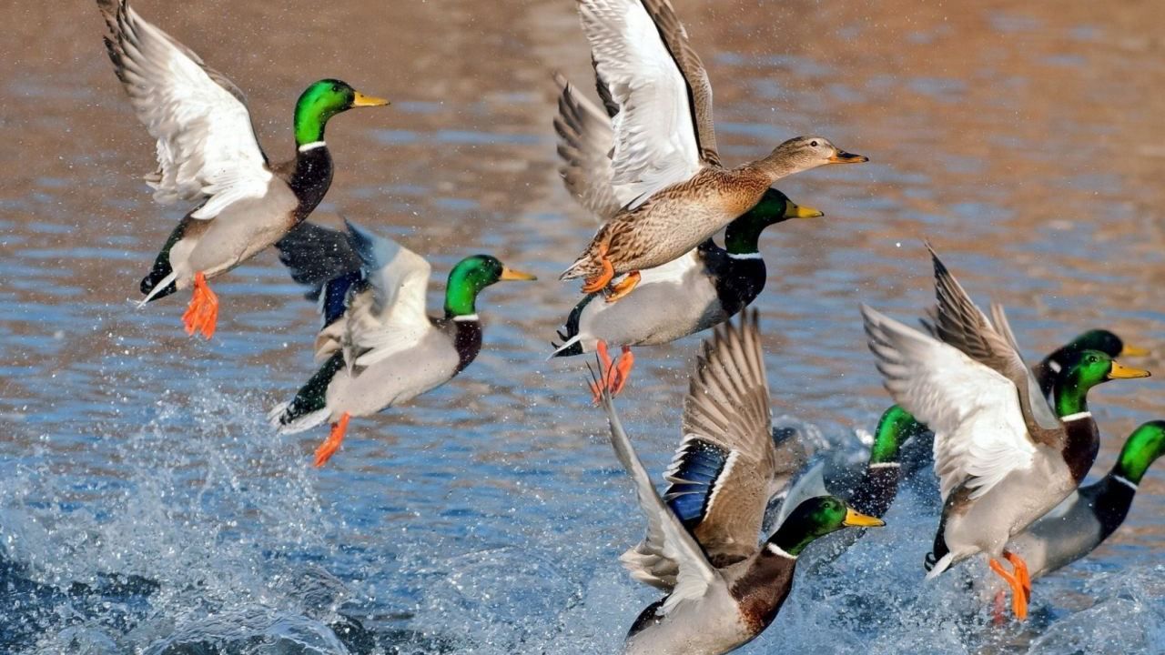 Зі зброєю та напідпитку: на Черкащині розпочався сезон полювання на диких пернатих Зі зброєю та напідпитку: на Черкащині розпочався сезон полювання на диких пернатих