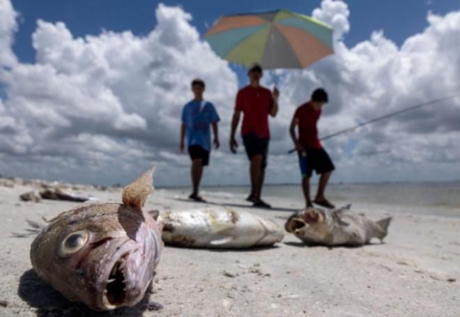 У Флориді оголосили надзвичайний стан через отруйні водорості: фото