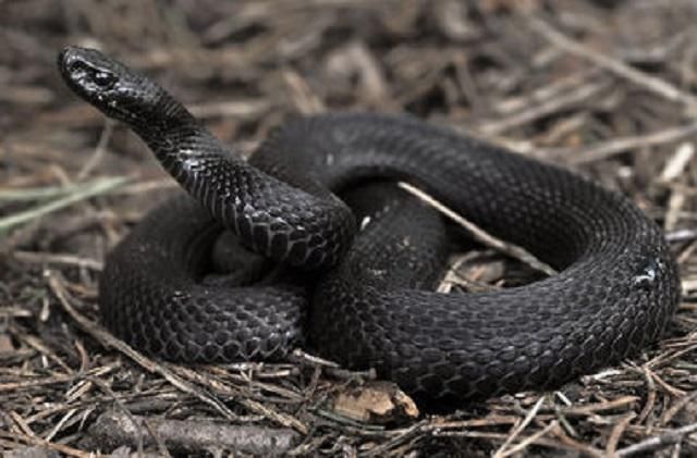 Во Львове от укуса змеи умер 4-летний ребенок Во Львове от укуса змеи умер 4-летний ребенок